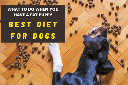 Best Diet For Dog