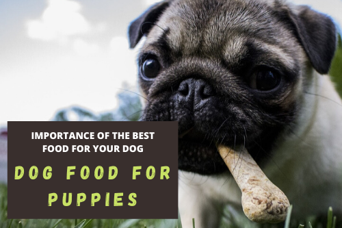 best food for puppies
