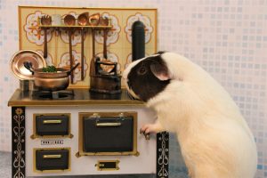 Pets in the kitchen