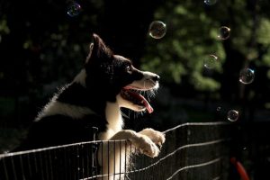 Dog playing with bubbles