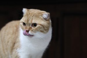 Cute cat tongue out