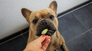 French Bulldog eating cucumber