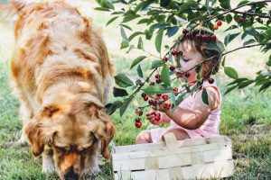 Dog babysitting little girl